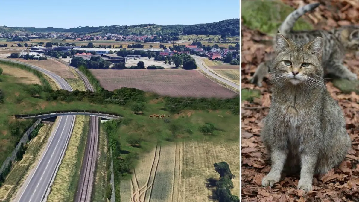 So könnte die von Studierenden der Rottenburger Hochschule für Forstwirtschaft geplante Grünbrücke für Wildtiere über die B28 und die Zugstrecke zwischen Kilchberg und dem Weilheimer Edeka-Gelände aussehen.