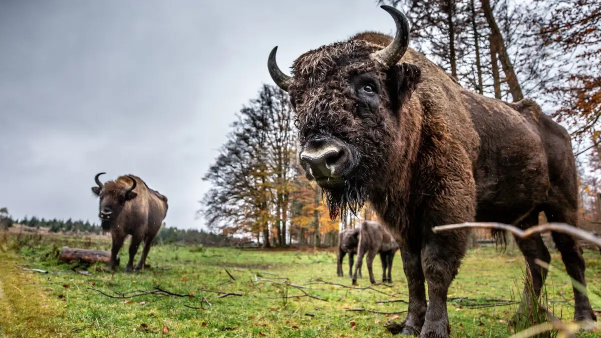 KINA - Wilde Wisente: ARCHIV - 03.11.2021, NA, Bad Berleburg: Wisente stehen auf einer Wiese im großen Gehege der «Wisent-Wildnis» in Bad Berleburg. (zu dpa: «Gericht: Wisente können vorerst im Gatter bleiben») Foto: Dieter Menne/dpa +++ dpa-Bildfunk +++