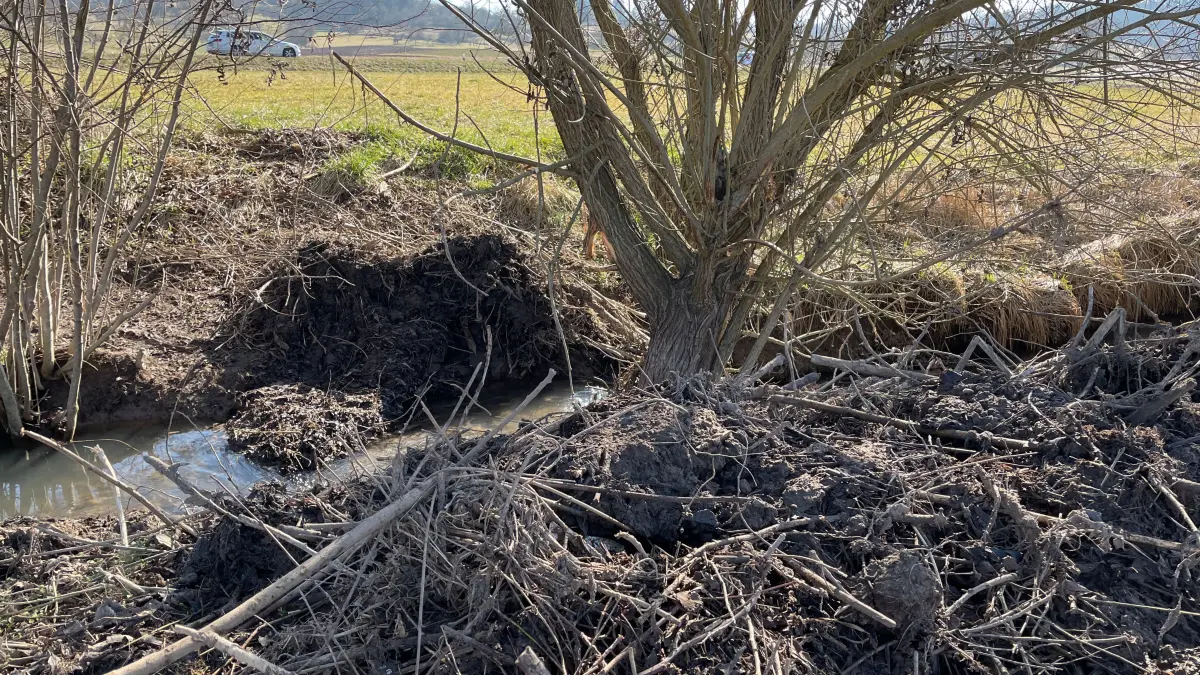 Zerstörter Biberdamm am Käsbach zwischen Entringen und Pfäffingen