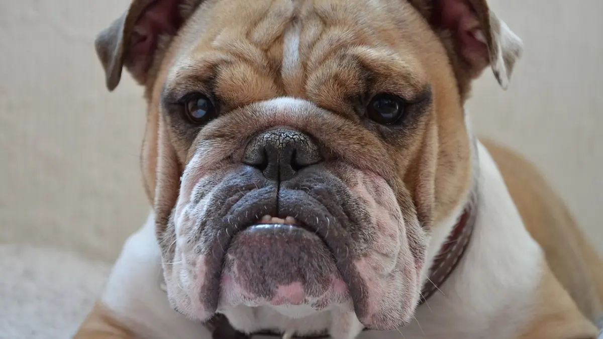 Bulldoggen können gefährlich sein (Symbolbild). Foto: pixabay