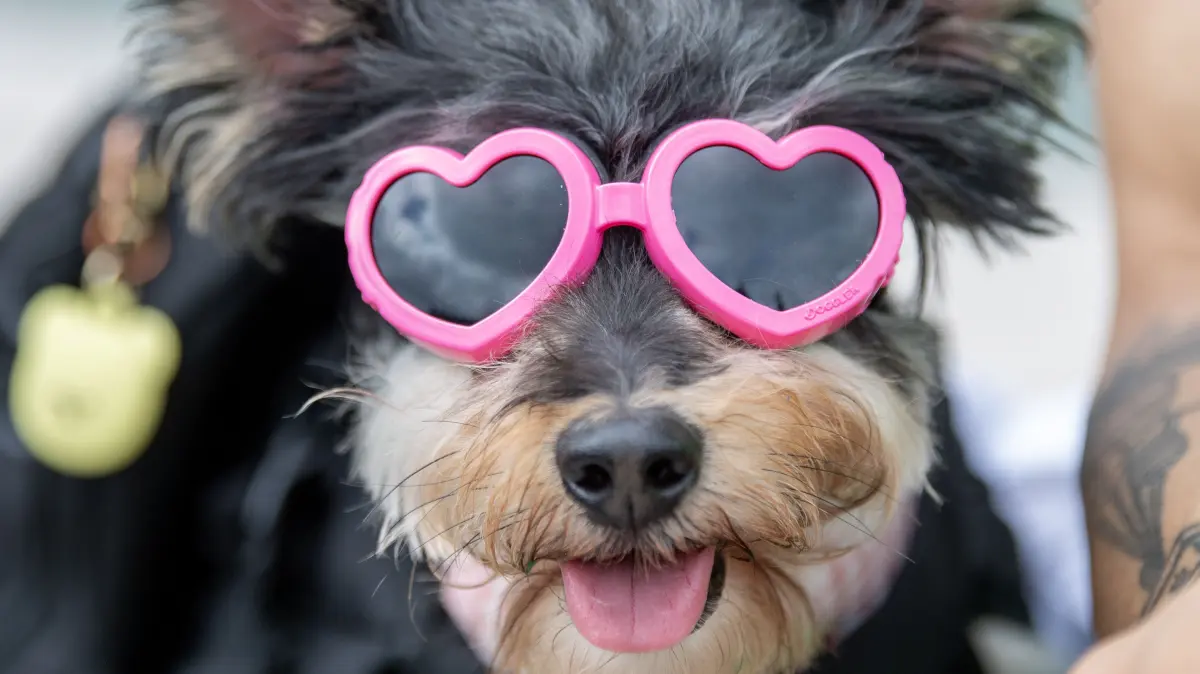 Bunte Sonnenbrillen: Eine rosa Herzchen-Sonnenbrille trägt ein Hund während der Pride-Parade. Zwei Herzen im Gesicht, und schon sieht auch ein Hund wie ein Smiley aus. (zu dpa Top oder Flop? - Fünf Modesünden im Trend) +++ dpa-Bildfunk +++