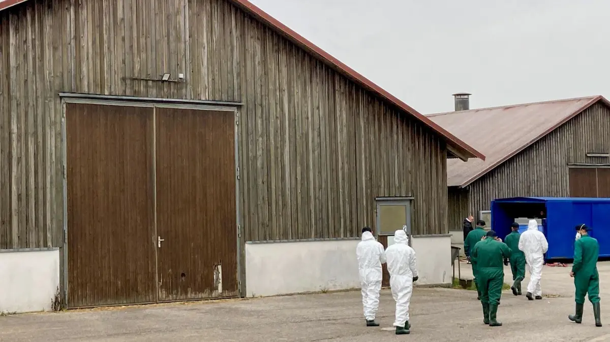 Unter erhöhten Sicherheitsvorkehrungen werden die Mastputen gekeult. Vor Ort arbeitet das Veterinäramt am Landratsamt Ansbach mit Feuerwehr, Technischem Hilfswerk, Tierkörperbeseitigungsanstalt Gunzenhausen sowie externen Dienstleistern zusammen.