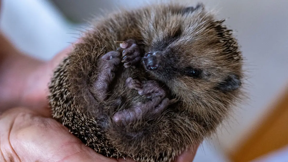 Igel: ARCHIV - 22.11.2024, Bayern, Bad Griesbach: Monika Lüdtke hält einen Igel in ihren Händen. In ihrer Igel-Hilfsstation werden verletzte oder unterernährte Igel aufgepäppelt, um sie auf den Winterschlaf vorzubereiten. (zu dpa: «Igeln helfen: Futter aufstellen und mit Gartenarbeit warten») Foto: Armin Weigel/dpa +++ dpa-Bildfunk +++