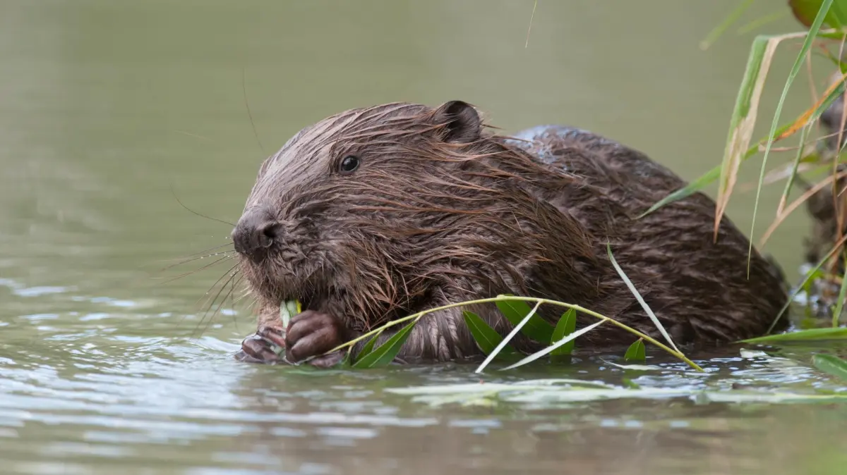 Die Rueckkehr der Biber: Naturschutz zum Nulltarif: Europaeischer Biber (Castor fiber) im Wasser fressend an einer Weide (Foto vom 22.07.2011). Etwa 15 Millionen Jahre lang waren Biber in Deutschland zuhause, auf mehr als 100.000 Tiere schaetzt der Umweltverband BUND den frueheren Bestand. Doch ihr feiner Pelz, ihr schmackhaftes Fleisch und das Duftsekret "Bibergeil", das als Wundermittel galt, wurden ihnen zum Verhaengnis: Die Menschen jagten sie unerbittlich. Im 19. und 20. Jahrhundert war der Nager nahezu verschwunden, nur an der Mittelelbe in Sachsen-Anhalt ueberlebte ein kleines Vorkommen. Dank Schutz- und Wiederansiedlungsprojekten sind Biber heute wieder in vielen urspruenglichen Verbreitungsgebieten anzutreffen, alleine in Niedersachsen sollen mehrere Hundert Tiere leben. (Siehe epd-Bericht vom 11.03.2025) *** Local Caption *** 00440903