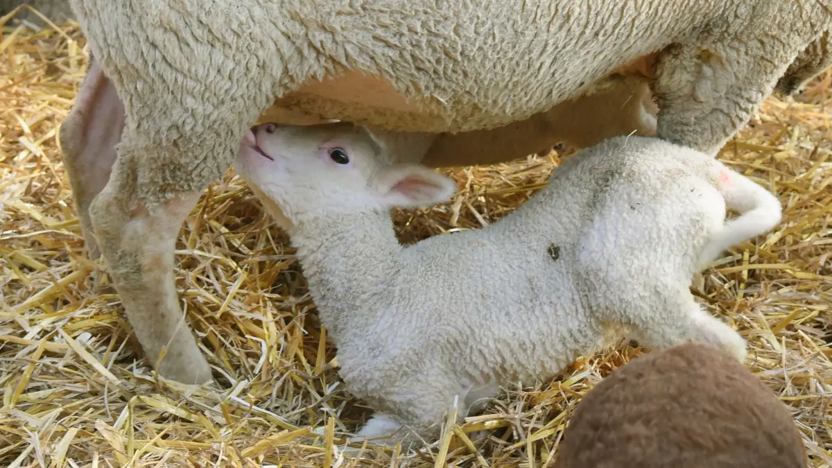 Osterlammzeit für Ausbildung von Studenten verlängert: 06.03.2025, Sachsen, Oberholz: Im Lehr- und Forschungsgut Oberholz der Veterinärmedizinischen Fakultät der Universität Leipzig trinkt ein Lämmchen bei seiner Merinofleischschaf-Mutter, einer vom Aussterben bedrohten Schafrasse. Für angehende Tierärztinnen und Tierärzte vom 3. Semester gehört gegenwärtig ein 14-tägiges Praktikum im Schafstall und damit am gesunden Nutztier zur Lehre, verbunden mit Kenntnissen zur prophylaktischen Bestandsführung und dem Einfluss von Fütterung, Hygiene und Haltung auf die Leistungsfähigkeit der Nutztiere. Rund 60 Lämmer von Merino- Schwarzkopffleisch-und Coburger Füchsen-Mutterschafen haben bereits als Osterlämmer das Licht der Welt erblickt. Damit viele angehende Tierärztinnen und Tierärzte die Geburt von Lämmern möglichst Praxisnah erleben können, ist durch gezielte Anpaarung der rund 150 Mutterschafe mit ausgewählten Zuchtböcken die Lammzeit von Januar bis Juni verlängert worden. Bis Juni werden noch rund 60 Lämmer, vor allem der vom Aussterben bedrohten Merinofleischschaf-Rasse erwartet. Foto: Waltraud Grubitzsch/dpa - Honorarfrei nur für Bezieher des Dienstes ZB-Funkregio Ost +++ ZB-FUNKREGIO OST +++