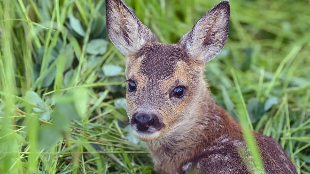 Rehkitz liegt im Gras: ARCHIV - Wer ein scheinbar verlassenes Rehkitz findet, sollte das Tier nicht einfach mitnehmen. Im Zweifel besser: Fachleute kontaktieren. (zu dpa: «Wildtierbaby gefunden: Wie verhält man sich richtig?») Foto: Patrick Pleul/dpa/dpa-mag - Honorarfrei nur für Bezieher des Dienstes dpa-Magazin +++ dpa-Magazin +++