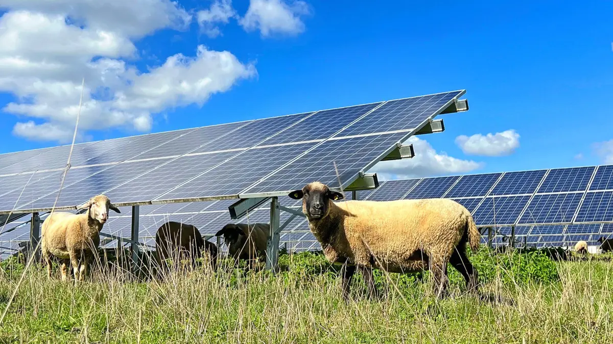 Solarpark mit den PV-Modulen. Schafe weiden vor den Modulen.