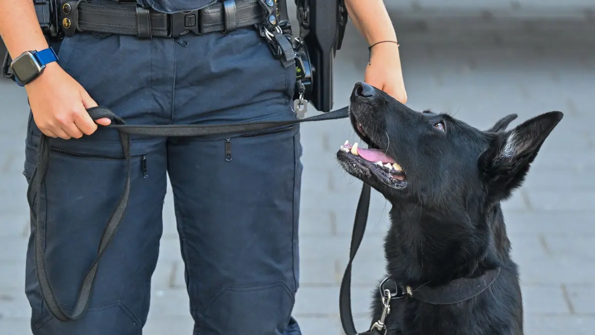 Spürhund im Einsatz nach Explosion von Feuerwerkskörpern: ARCHIV - 27.08.2024, Brandenburg, Potsdam: Ein Sprengstoffspürhund der Polizei ist während einer Übung im Einsatz. (zu dpa: «Explosion: Feuerwerkskörper entzündeten sich wohl selbst») Foto: Patrick Pleul/dpa +++ dpa-Bildfunk +++