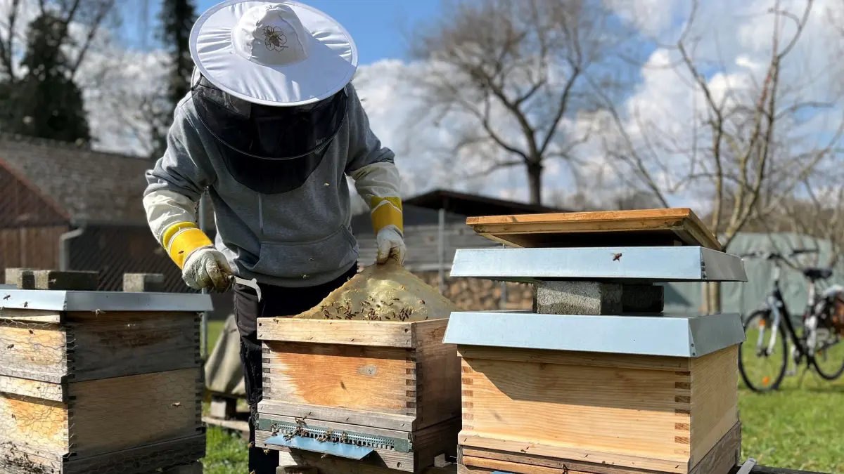 Wer klaut denn ein Bienenvolk?! Dieser Neu-Ulmer Imker hat plötzlich nur noch halb so viele Bienen.
