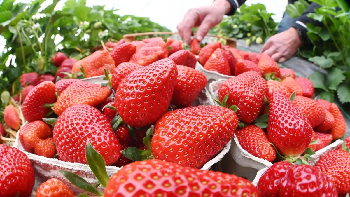 15.04.2024, Baden-Württemberg, Oberkirch-Stadelhofen: Beim Beerenhof Ell werden in einem Folientunnel Erdbeeren geerntet. Foto: Uli Deck/dpa +++ dpa-Bildfunk +++