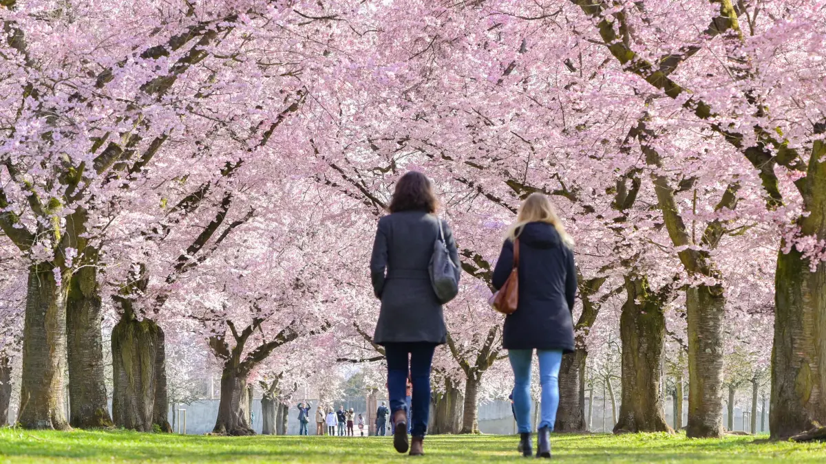 27.03.2019, Baden-Württemberg, Schwetzingen: Besucher spazieren im Schlossgarten unter blühenden japanischen Zierkirschen. Foto: Uwe Anspach/dpa +++ dpa-Bildfunk +++