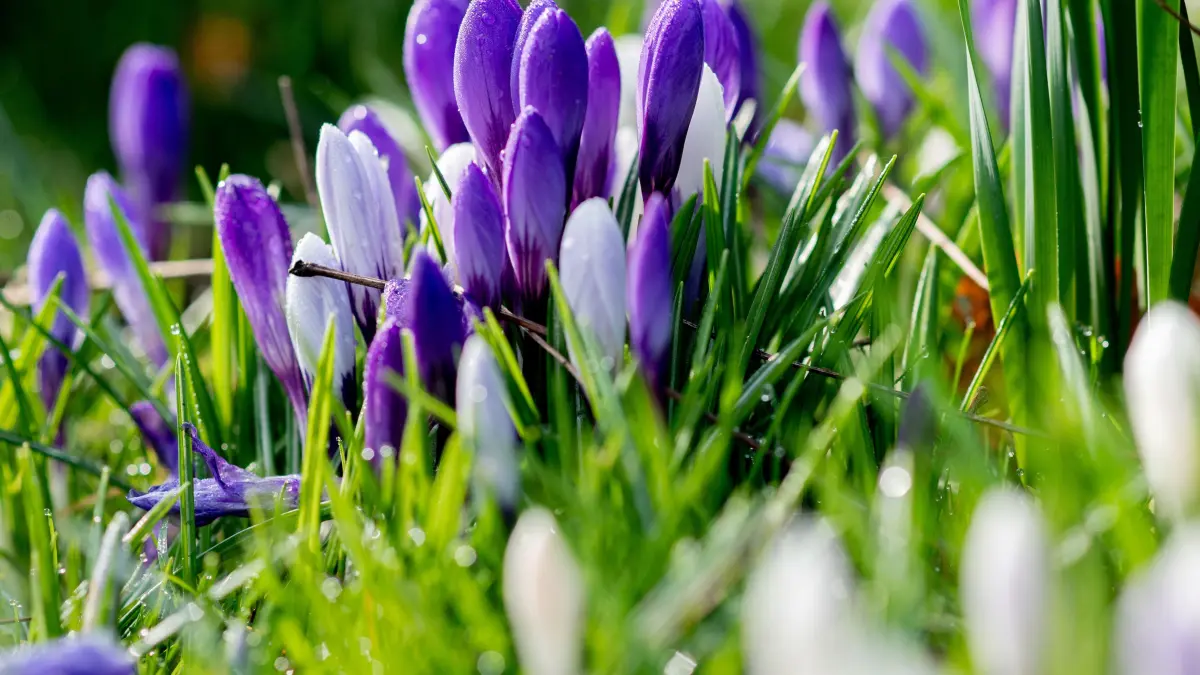 Krokusse blühen auf einer Wiese im Schlossgarten der Stadt. +++ dpa-Bildfunk +++