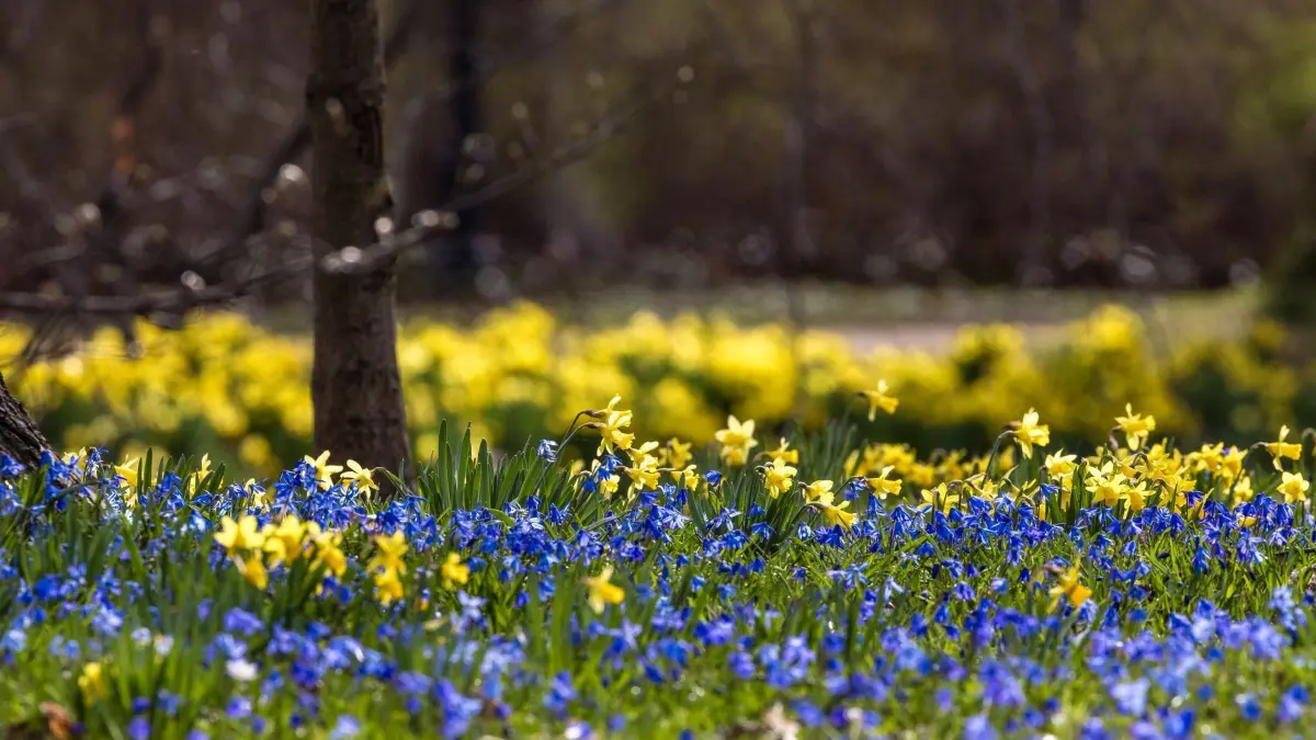 Frühlingserwachen im Pücklerpark: 30.03.2025, Sachsen, Bad Muskau: Gelbe Narzissen und Sibirischer Blaustern wachsen im Pückler-Park beieinander. Der Muskauer Fürst-Pückler-Park ist Unesco-Weltkulturerbe und neben dem Cottbuser Park der zweite von Hermann Fürst von Pückler-Muskau (1785-1871) gestaltete Landschaftspark in der Region. Am 1. April wird die Saison im Park eröffnet. Foto: Frank Hammerschmidt/dpa - Honorarfrei nur für Bezieher des Dienstes ZB-Funkregio Ost +++ ZB-FUNKREGIO OST +++