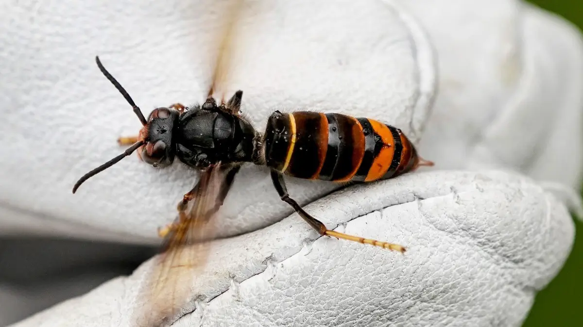 Asiatische Hornisse: ILLUSTRATION - 27.08.2021, Hamburg: Eine Asiatische Hornisse (Vespa velutina nigrithorax) wird von einem Biologen mit einem Handschuh gehalten. (zu dpa: «Es summt wieder – Faszinierendes über Bienen und Honig») Foto: Axel Heimken/dpa +++ dpa-Bildfunk +++