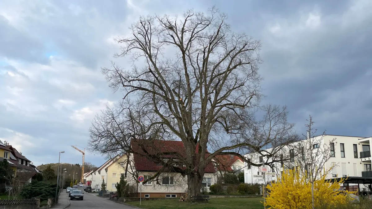 Die Linde am Herdweg in Entringen