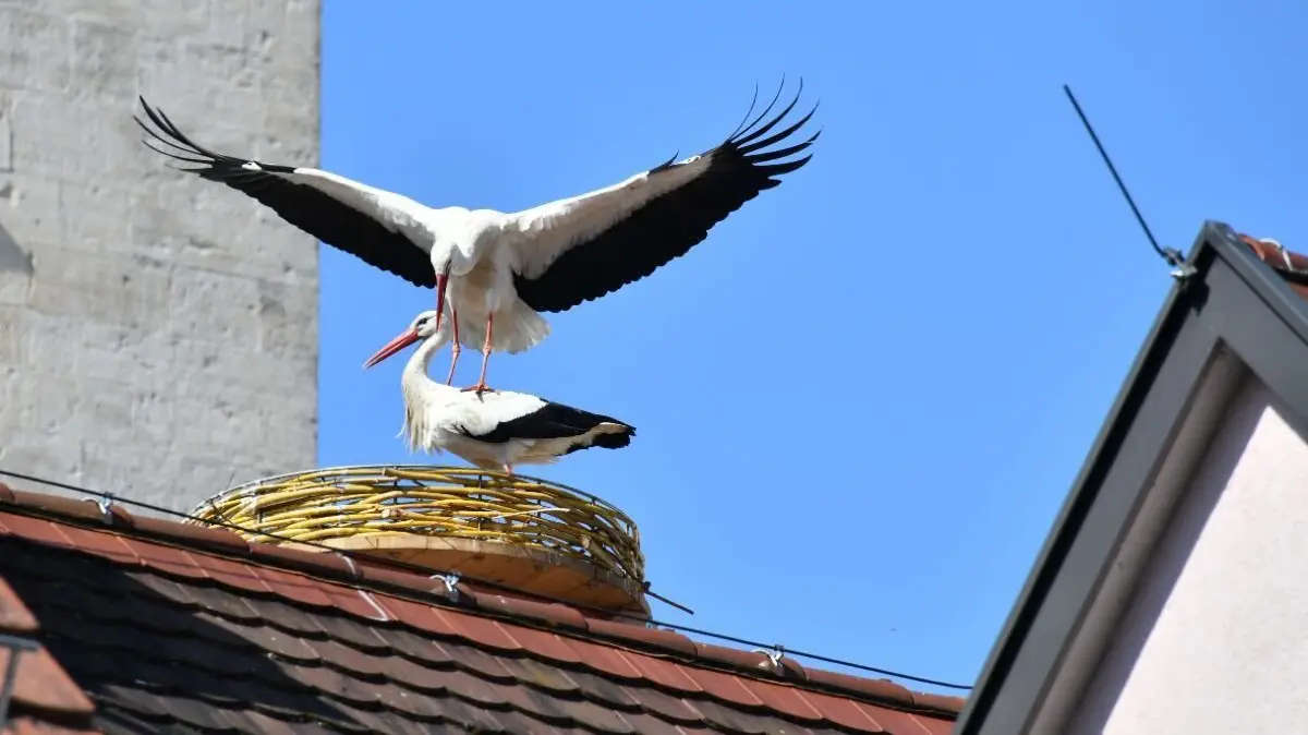 Die Störche auf dem Dach des Marienheims.