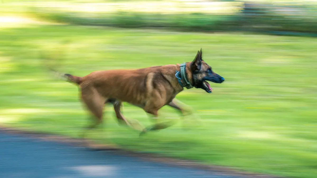 ARCHIV - 27.05.2020, Niedersachsen, Rastede: Diensthund Surt, ein belgischer Schäferhund im Besitz des Landes Niedersachsen, trainiert mit seiner Diensthundführerin. (Mitziehraufnahme mit einer längeren Belichtungszeit) (zu dpa: «Polizist angeklagt: Diensthund soll Frau skalpiert haben») Foto: Mohssen Assanimoghaddam/dpa +++ dpa-Bildfunk +++