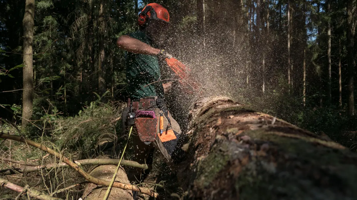 Forstarbeiten Sperrung Waldwege: Durch umfangreiche Waldarbeiten sind momentan zahlreiche Waldwege gesperrt. Die Hinweisschilder sind eindeutig: Baumfällarbeiten, Betreten verboten, Lebensgefahr!