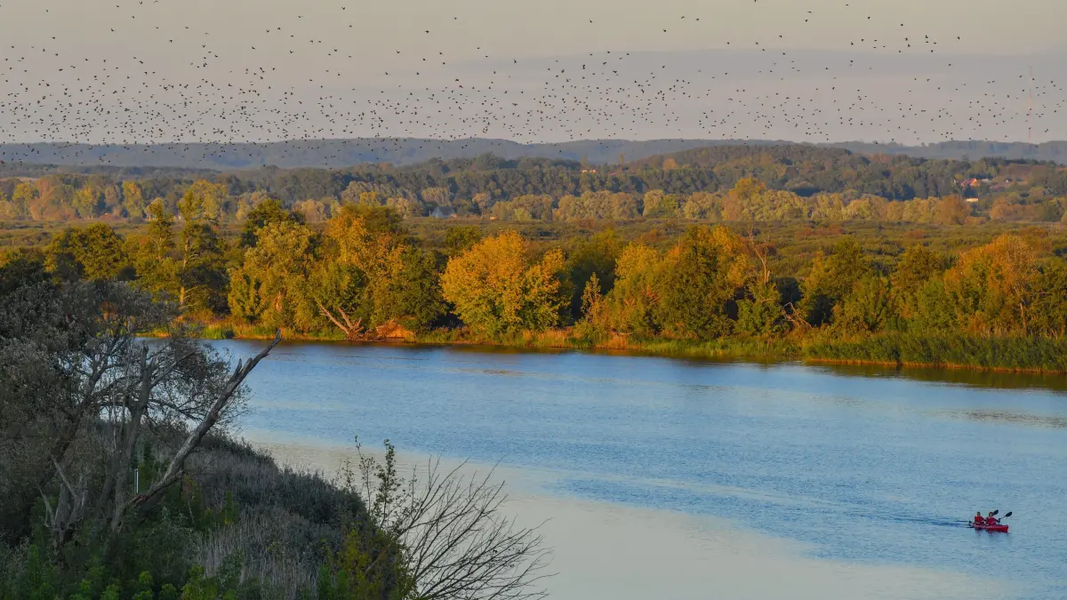 27.09.2018, Brandenburg, Mescherin: Stare fliegen im Sonnenuntergang über die Westoder. Im unteren Odertal befindet sich einer der größten Kranichschlafplätze des Binnenlandes. Bis zu 15.000 der majestätischen Vögel übernachten im polnischen Zwischenoderland, einer urwüchsigen Flussauenlandschaft zwischen West- und Ostoder. Alle Jahre wieder, wenn der Herbst naht, ziehen in den frühen Abendstunden tausende Kraniche zu ihren Schlafplätzen an der Oder. Den Tag über haben sie auf den Feldern nach Nahrung gesucht, speziell auf den abgeernteten Maisfeldern der Umgebung. Jetzt ist ihr Ziel, ein gut geschützter Schlafplatz in den unzugänglichen Poldergewässern zwischen Ost- und Westoder. Vom 28. September bis 07. Oktober feiert die Stadt Gartz (Oder) zum 13. Mal ihre Internationale Kranichwoche. Foto: Patrick Pleul/dpa-Zentralbild/dpa +++ dpa-Bildfunk +++