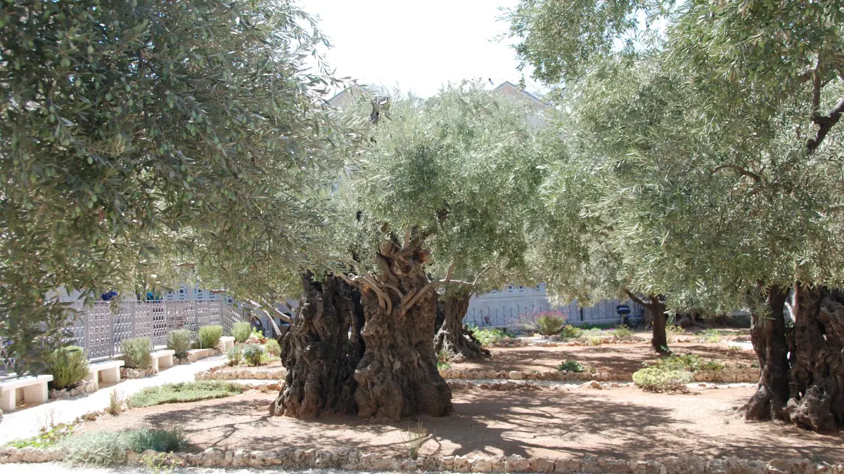 Im Garten Gethsemane stehen Olivenbäume, die möglicherweise schon zu Jesu Zeiten Schatten spendeten.