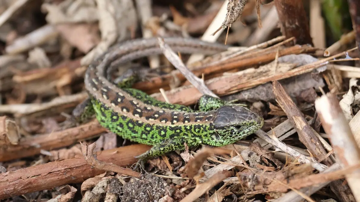 Zauneidechse beim Sonnenbad: 17.04.2025, Sachsen, Markranstädt: Eine männliche Zauneidechse sonnt sich auf einer Brache. Die Tiere fühlen sich bei frühlingshaften Temperaturen bis 24 Grad Celsius am wohlsten. Zauneidechsen sind streng geschützt, bei Bauprojekten werden ihre Bestände umgesiedelt. Foto: Sebastian Willnow/dpa/ZB - Honorarfrei nur für Bezieher des Dienstes ZB-Funkregio Ost +++ ZB-FUNKREGIO OST +++