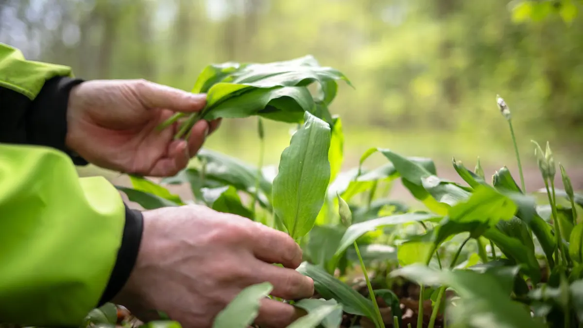 Immer mehr Anrufe beim Giftnotruf wegen Bärlauch: PRODUKTION - 16.04.2025, Bremen: Bärlauch wächst im Bremer Knoops Park. Immer mehr Menschen in Norddeutschland wenden sich wegen Verwechslungen von Bärlauch mit giftigen Pflanzen an den Giftnotruf. (zu dpa: «Bärlauch oder Maiglöckchen? Mehr Anrufe beim Giftnotruf») Foto: Sina Schuldt/dpa +++ dpa-Bildfunk +++