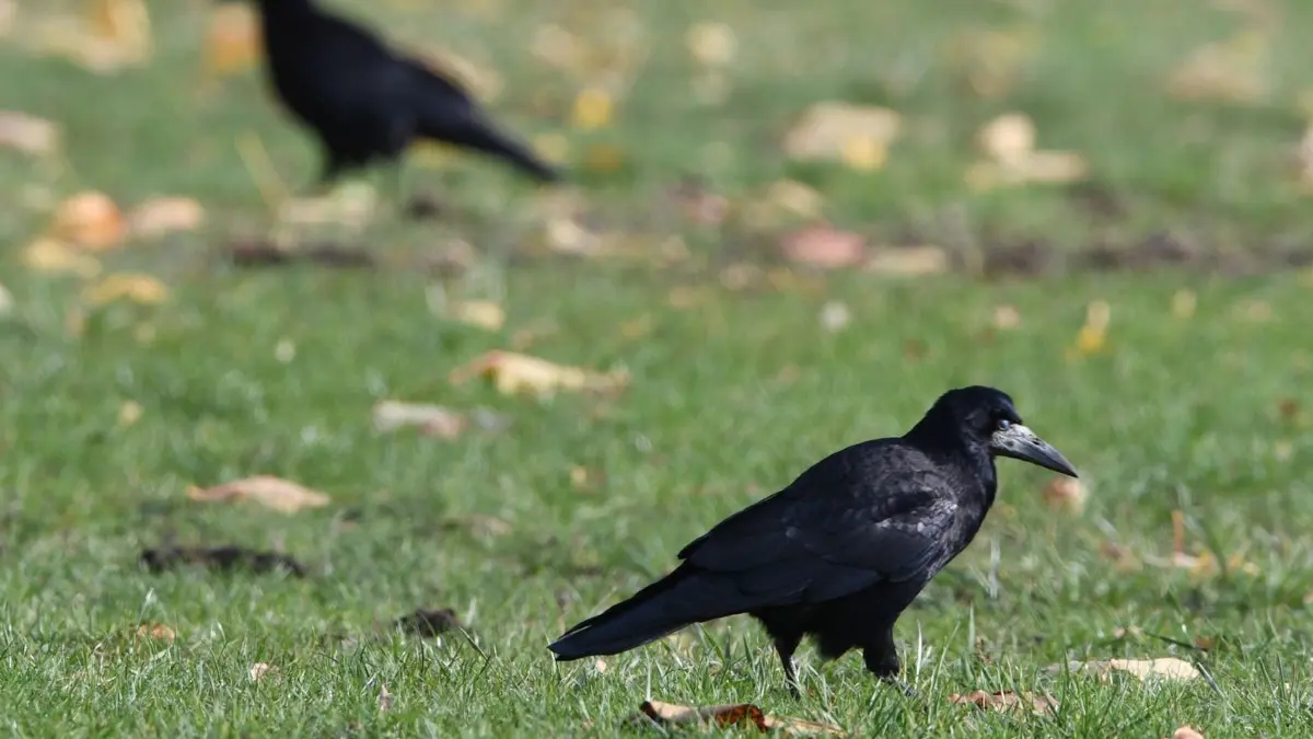 Saatkrähen und Nebelkrähen: ARCHIV - 03.11.2016, Berlin: Saatkrähen und Nebelkrähen stehen am 03.11.2016 in Berlin auf dem Tempelhofer Feld auf einer Wiese. In vielen Orten gibt es Beschwerden über die zunehmende Zahl an Rabenvögeln. Tierschützer betonen hingegen die Nützlichkeit der Krähen. (zu dpa: «Was tun gegen Krähen? Jagd sorgt für Debatte») Foto: Soeren Stache/dpa +++ dpa-Bildfunk +++