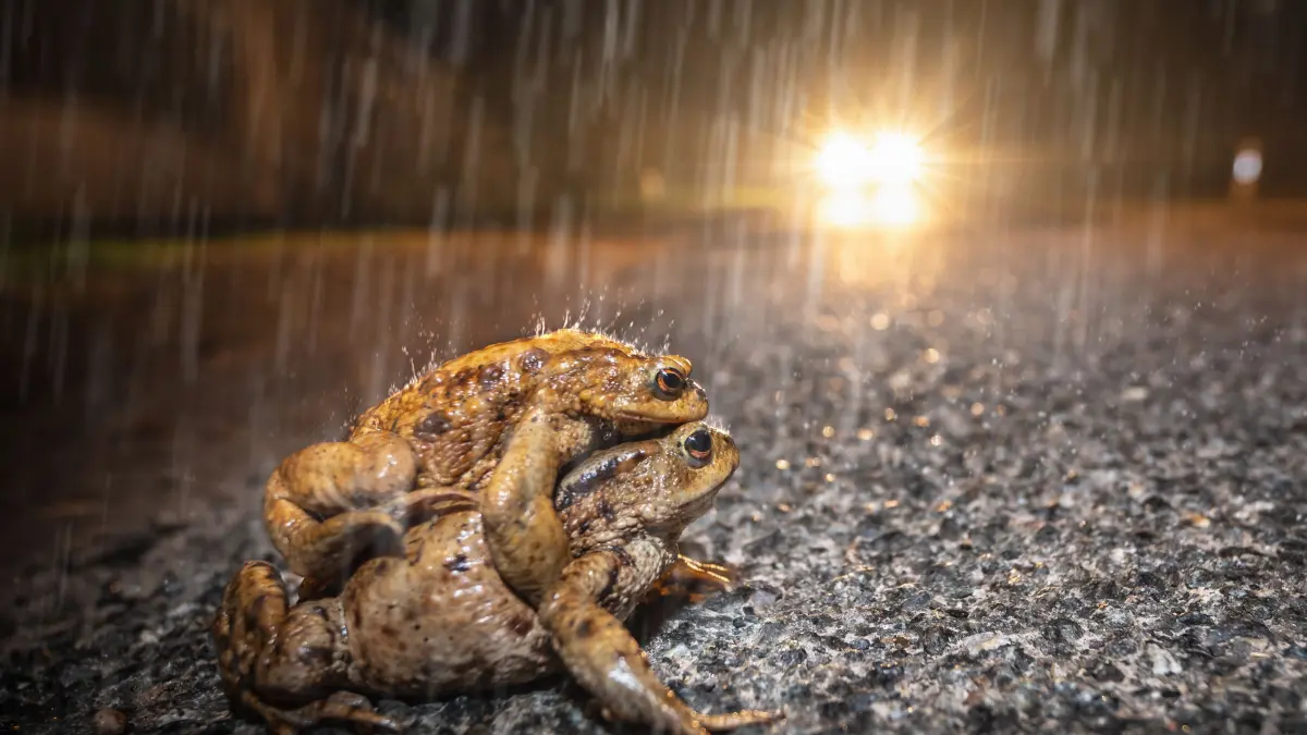 NPG-Standardlizenz, Ein Paar Erdkröten überquert die Straße bei Regen und droht, von einem Auto überfahren zu werden. Download am 22.4.25 für SWP, Region. 327420739 Foto: © Evelyn Kobben/adobe.stock.com