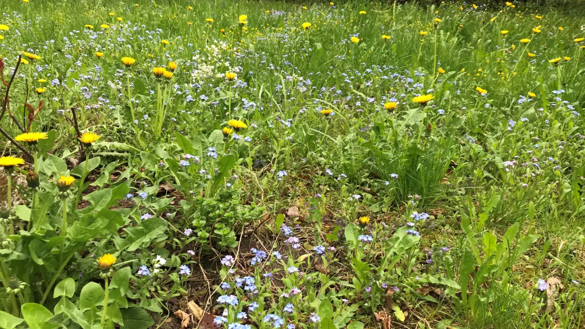 Dieses Jahr noch gänzlich unberührt von Mäher oder Sense: So schön bunt wird es dann auf einer einst als Rasen angelegten Grünfläche. Kurz gemacht wird erst, wenn die Blumen ausgesamt haben. Da kann die Nachbarschaft noch so sehr die Nase rümpfen.