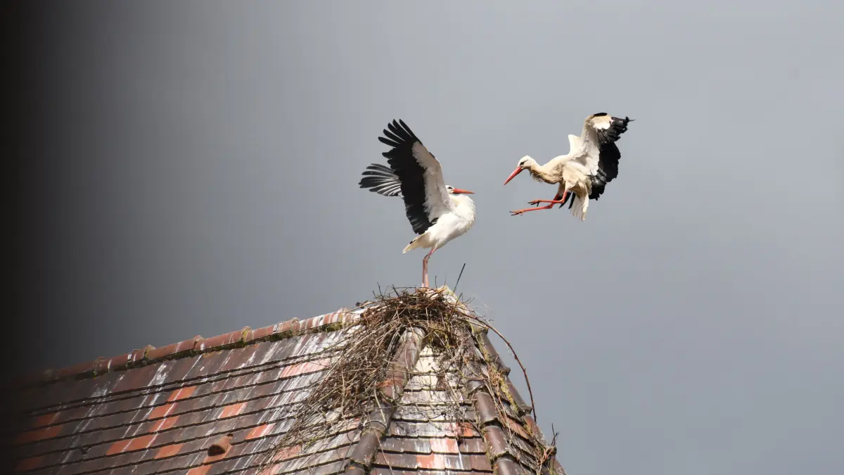 Seit einigen Tagen versucht ein Storchenpärchen, sich auf dem Dach von St. Blasius niederzulassen.