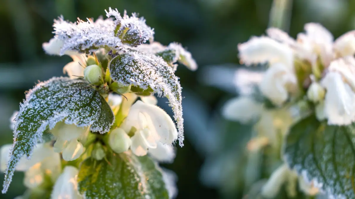 Frost in Südbrandenburg: 06.05.2025, Brandenburg, Dissen: Eiskristalle sind auf einer weißen Taubnessel (Lamium album) zu sehen, die im Renaturierungsgebiet Spreeaue bei Cottbus auf einer Wiese steht. In den Morgenstunden war die Temperatur auf -1,3 Grad Celsius gefallen, meldete eine private lokale Wetterstation. Foto: Frank Hammerschmidt/dpa +++ dpa-Bildfunk +++