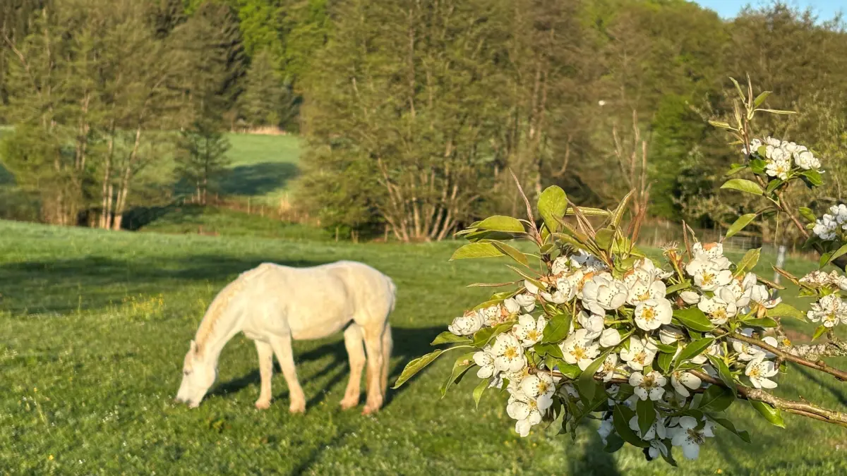 Die Ponys grasen, die Bäume blühen
