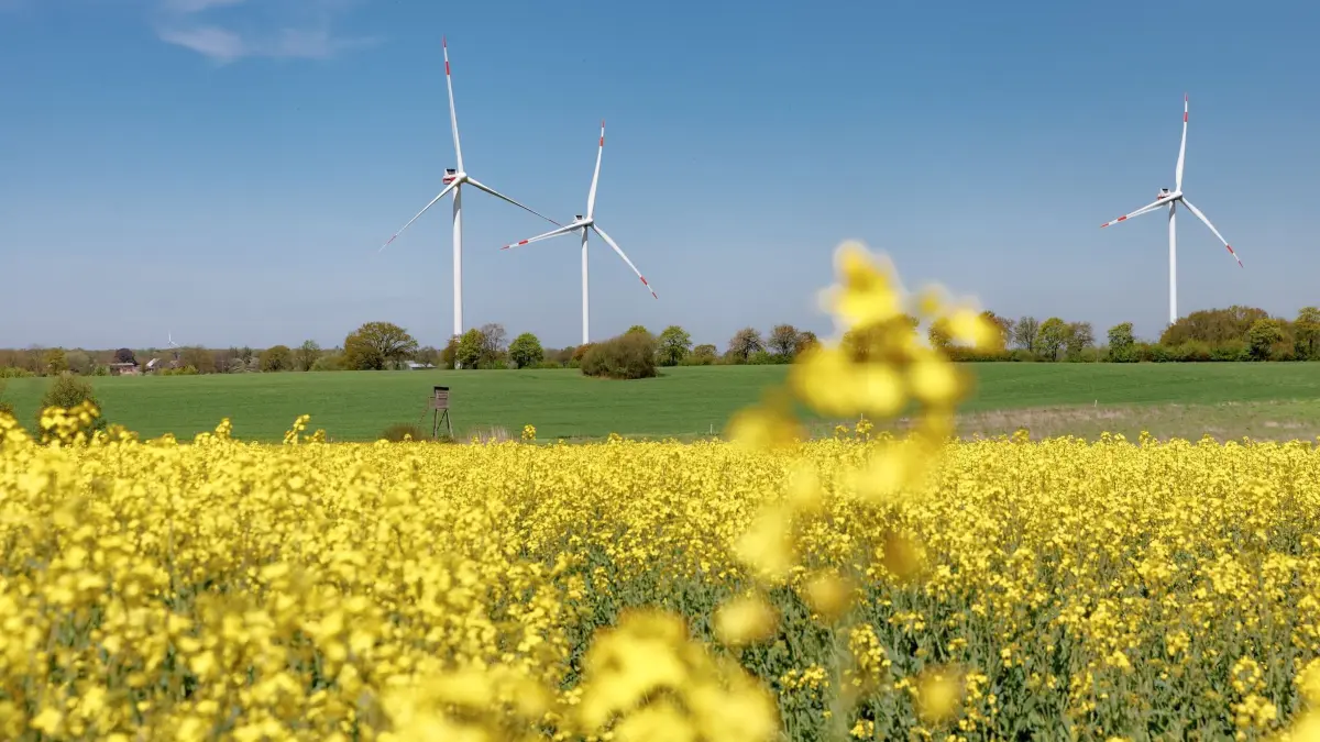 Windkraft: ARCHIV - 09.05.2023, Schleswig-Holstein, Barkhorst: Windräder stehen im Windpark Barkhorst-Lasbek hinter einem Rapsfeld. (zu dpa: «Weniger Grünstrom in Schleswig-Holstein abgeregelt») Foto: Markus Scholz/dpa +++ dpa-Bildfunk +++