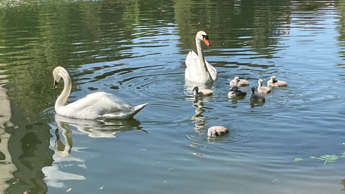 Rottenburger Schwanenfamilie auf dem Neckar