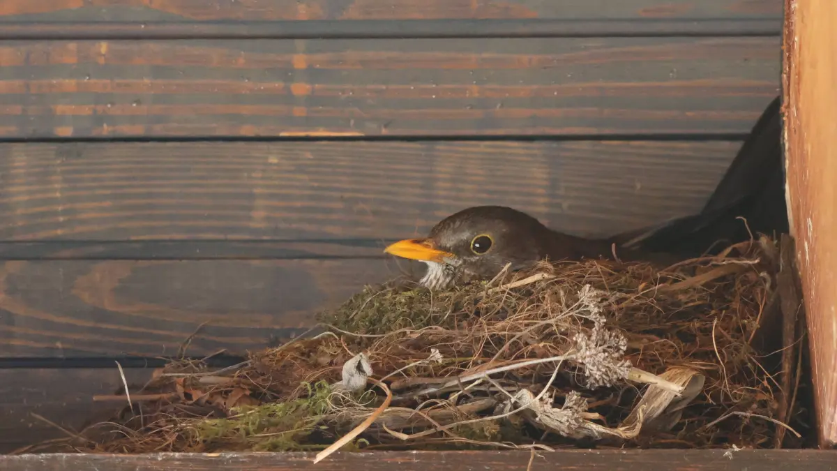 Amsel beim Brüten