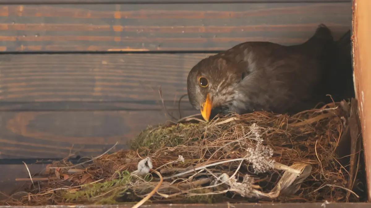 Amsel auf ihrem Nest