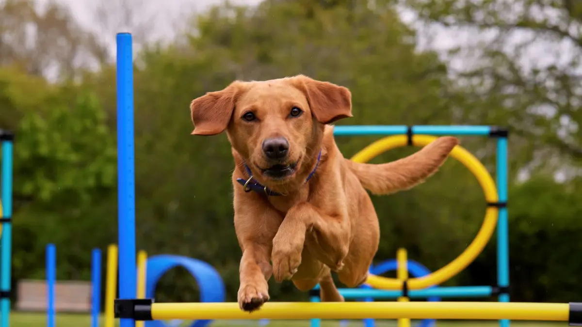 Ausgeglichen statt aufgedreht / So bleiben aktive Hunde mental und körperlich in Balance