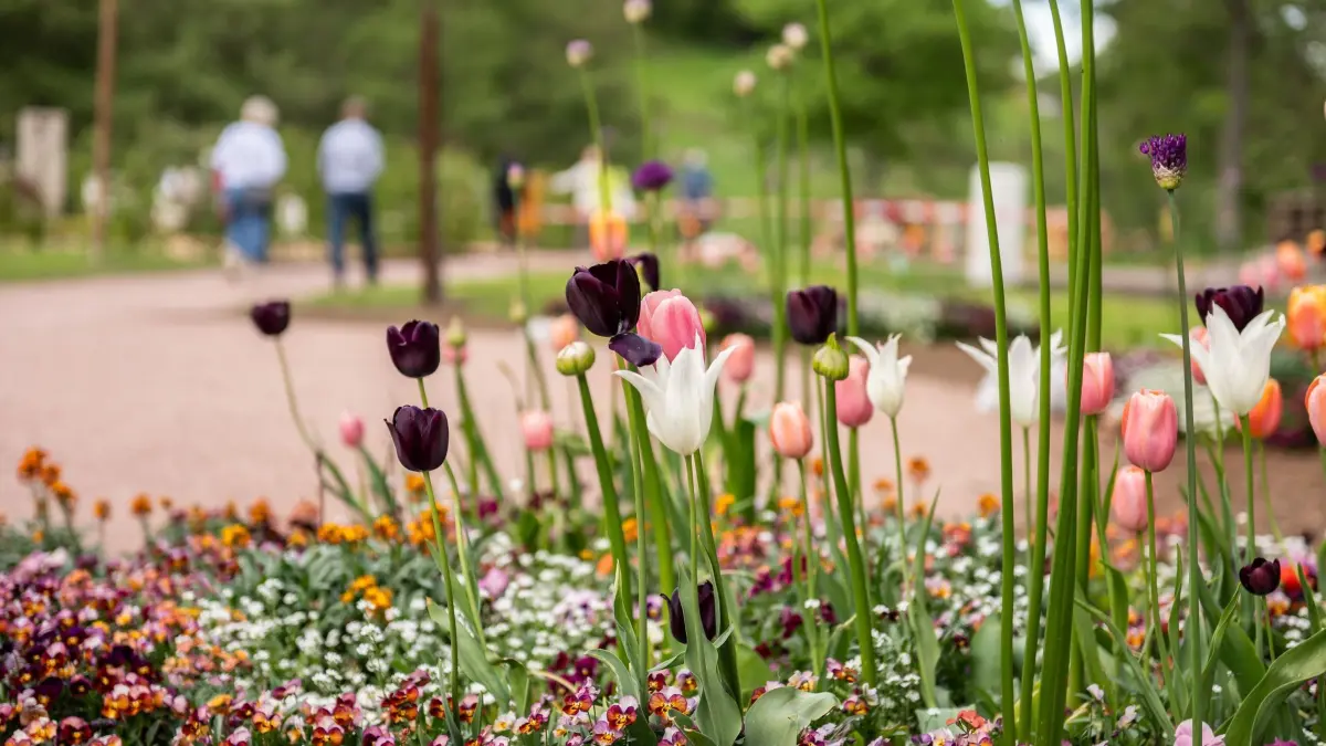 Gartenschau Freudenstadt & Baiersbronn 2025: PRODUKTION - 16.05.2025, Baden-Württemberg, Baiersbronn: Zahlreiche Blumen blühen vor Beginn der Gartenschau, die die beiden Kommunen Baiersbronn und Freudenstadt ausrichten. Die Gartenschau beginnt am 23. Mai. Das Gartenschaugelände im Forbachtal ist rund acht Kilometer lang. Bis zum Ende der Schau am 12. Oktober sind mehr als 1.000 Events geplant. (zu dpa: «Zwei Städte, ein Tal, eine Gartenschau») Foto: Silas Stein/dpa +++ dpa-Bildfunk +++