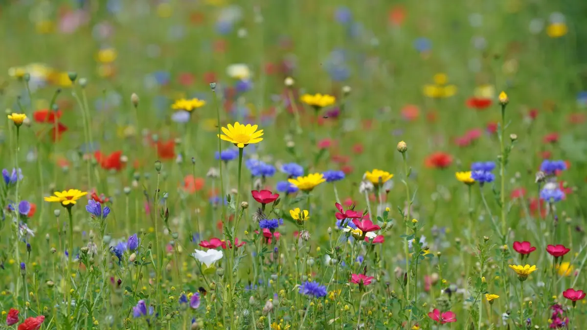 Wildblumenwiese: ARCHIV - Eine bunte Blühwiese macht nicht nur optisch was her, sie ist auch pflegeleicht - mähen muss man sie nur einmal im Jahr. Foto: Marcus Brandt/dpa-mag - Honorarfrei nur für Bezieher des Dienstes dpa-Magazin +++ dpa-Magazin +++