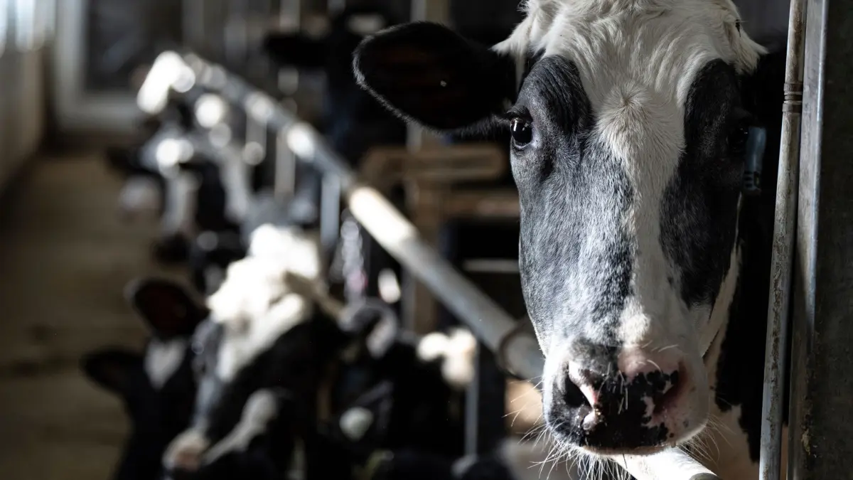 Milchwirtschaft in Kanada: ARCHIV - 05.02.2025, Kanada, Granby: Kühe stehen in einem Stall in einem Milchviehbetrieb. (zu dpa: «Bericht: Mehr Fälle von Vogelgrippe bei Säugetieren») Foto: Christinne Muschi/The Canadian Press/dpa +++ dpa-Bildfunk +++