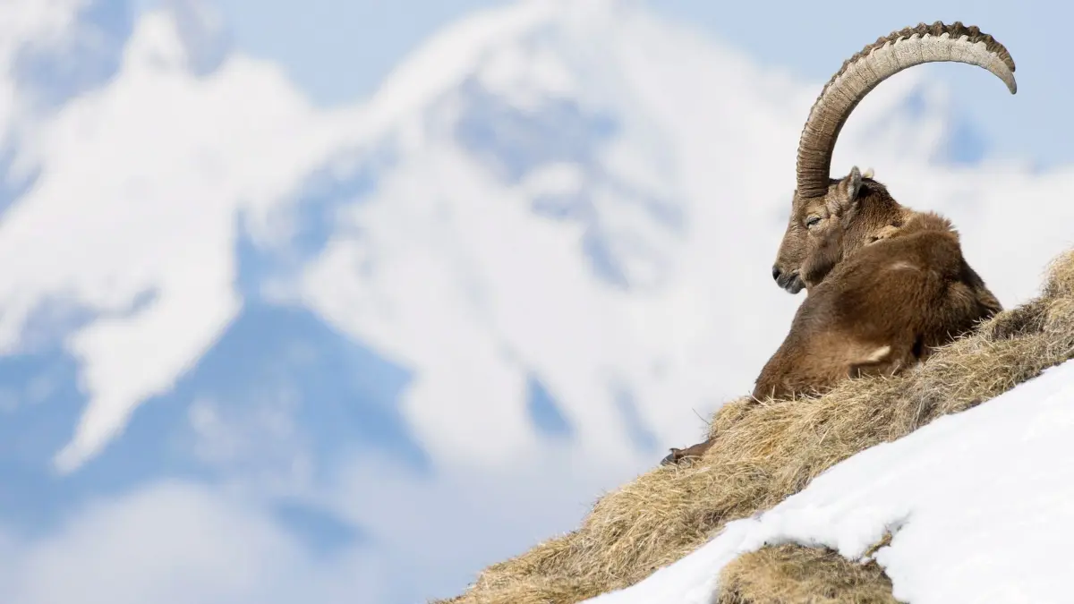 Steinbock: ARCHIV - 14.03.2016, Schweiz, Villars: Ein Steinbock (Alpine ibex) sitzt auf einem Felsen auf dem Le Chamossaire in den Schweizer Alpen. (zu dpa: «Natur im Fokus - Wenn Fotos Tiere stören») Foto: Anthony Anex/KEYSTONE/dpa +++ dpa-Bildfunk +++
