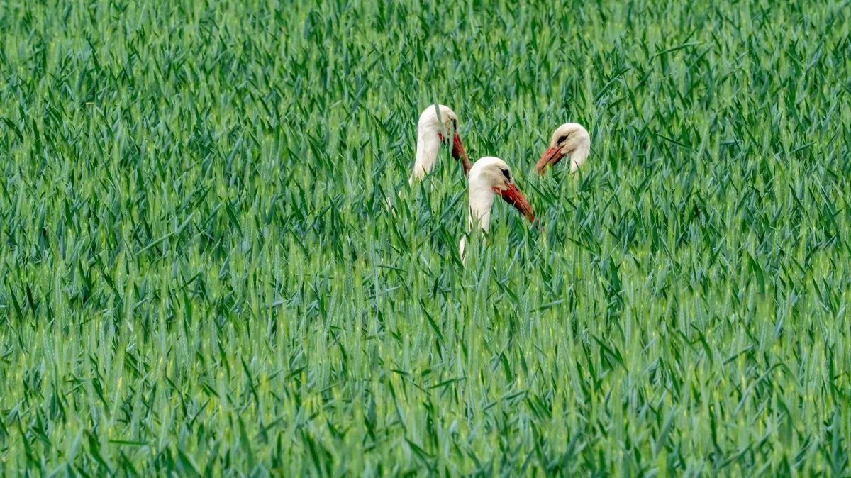 Ein kleiner Augenblick im Leben eines kleinen Lokalfotografen...