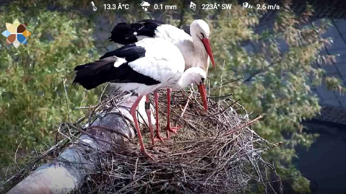 Die Storchenkamera zeigt es: Das Nest auf dem Kirchendach ist leer.