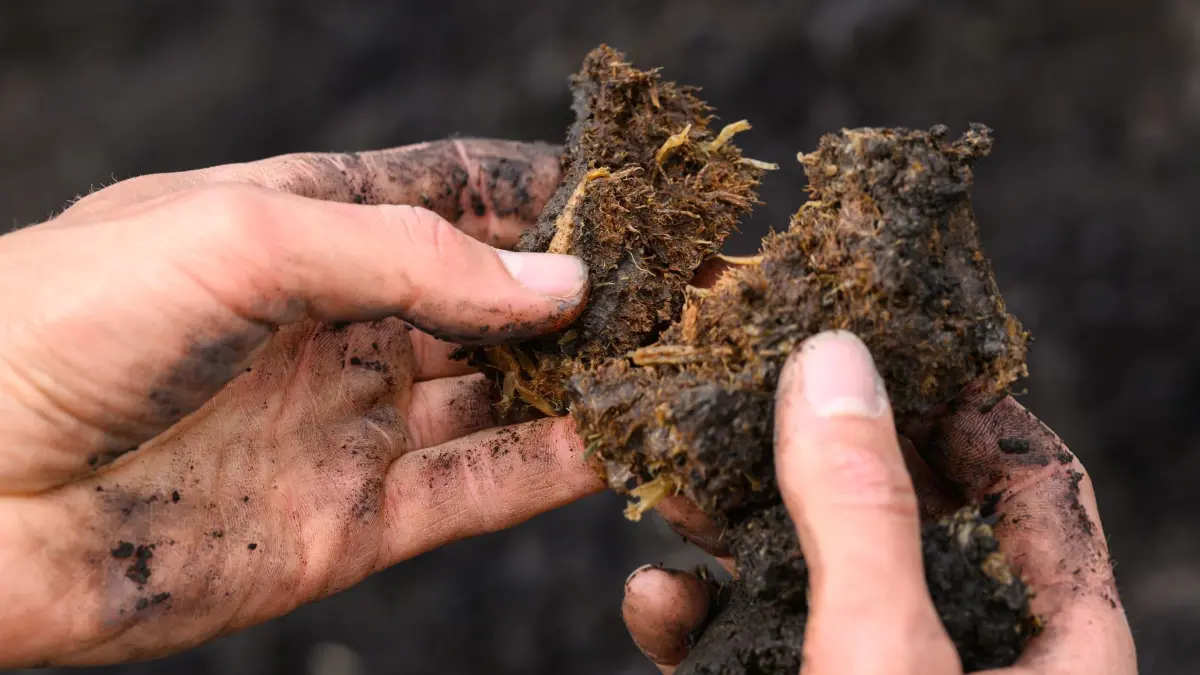 Moore werden renaturiert: 05.06.2025, Brandenburg, Angermünde: Fabian Frucht, Ranger und Moor-Experte von der Michael Succow Stiftung, zeigt rund 2500 Jahre alten Torf aus etwa zwei Metern Tiefe eines Moors. Am selben Tag fand eine Moorwanderung in die Sernitz-Niederung bei Angermünde (Uckermark) statt. Im April 2025 fiel in der Sernitz-Niederung der Startschuss für ein neues Moorschutzprojekt. Im Rahmen der Initiative toMOORow werden 80 Hektar Torfwiesen im Biosphärenreservat Schorfheide-Chorin wiedervernässt und zugleich in Paludikultur bewirtschaftet. Foto: Patrick Pleul/dpa +++ dpa-Bildfunk +++