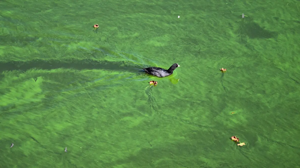 Blaualgen: ARCHIV - 06.09.2023, Berlin: Ein Wasservogel durchquert den Teppich aus Blaualgen in einem See. (zu dpa: «Warnung vor Blaualgen: Einige Seen in Brandenburg betroffen») Foto: Soeren Stache/dpa +++ dpa-Bildfunk +++