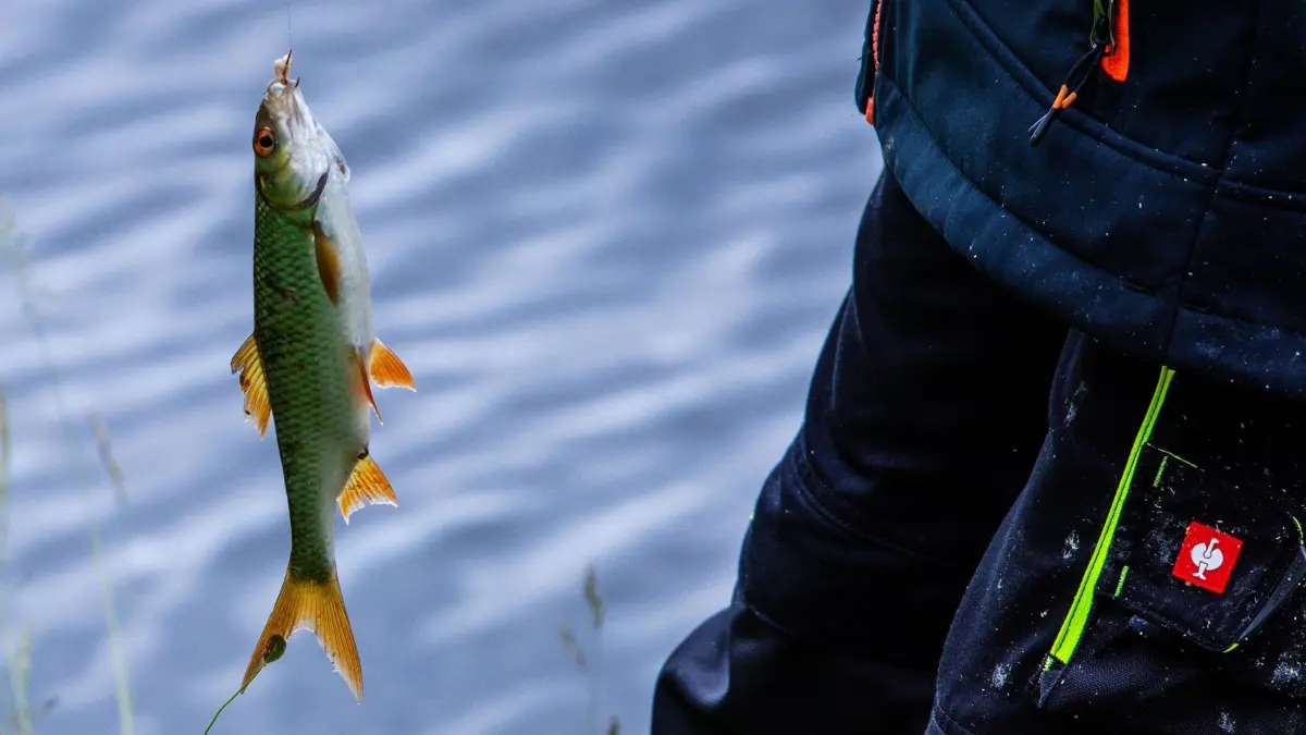 Angelaktion am Pfaffenteich: 07.06.2025, Mecklenburg-Vorpommern, Schwerin: Ein Fisch hängt am Ufer des Pfaffenteichs im Stadtzentrum der Landeshauptstadt an der Angel. Seit 35 Jahren dürfen Angler einmal im Jahr in dem Teich mit einer Fläche von etwa 12 Hektar ihre Ruten auswerfen. Das Angeln ist auf dem Pfaffenteich nur an diesem einen Tag erlaubt und mehr als 100 Teilnehmer fangen Fische für einen guten Zweck. Neben den Spendengeldern der Starter kann sich der Schweriner Zoo auch über frische Fische als Futter für Bären, Fischotter und Raubkatzen freuen. Foto: Jens Büttner/dpa +++ dpa-Bildfunk +++