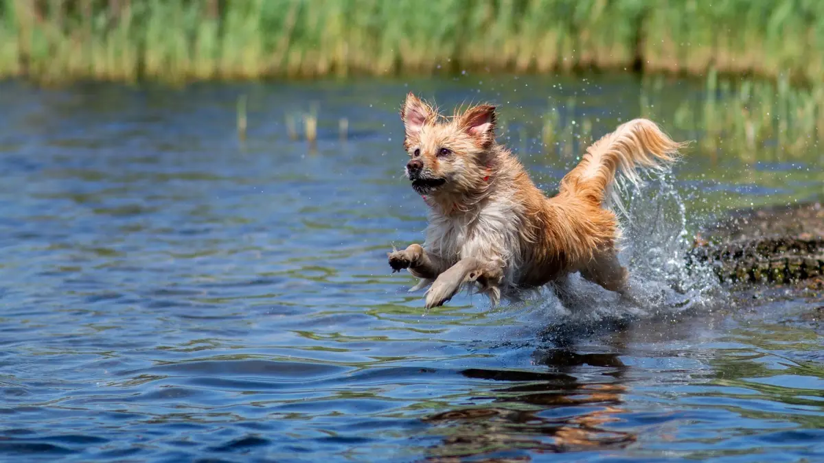Sommerliches Wetter in Bremen: 14.06.2025, Bremen: Der Hund Tosia springt bei sommerlichen Temperaturen am Sportparksee Grambke in das Wasser. Foto: Hauke-Christian Dittrich/dpa +++ dpa-Bildfunk +++