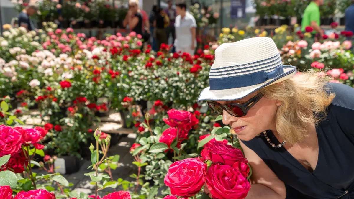 Tag der Rose in Ulm Rosenmarkt Ulm Südlicher Münsterplatz