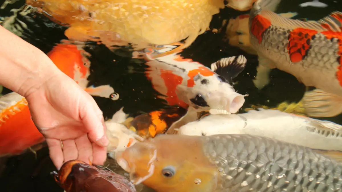 Die Koi-Karpfen sind sehr aufgeschlossen und lassen sich von ihren Bezugspersonen auch aus der Hand füttern.