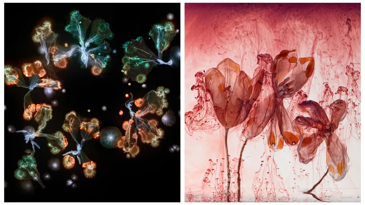 Zwei Arbeiten von Kathrin Linkersdorff: links eine Aufnahme aus der "Microverse"-Serie, rechts eine der "Fairies".